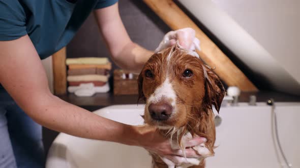 Dog In Bathroom