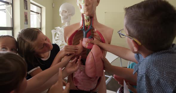 Group of kids touching human anatomy model