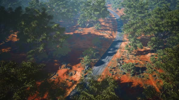 Aerial Shot of Road Snaking Through Green Trees