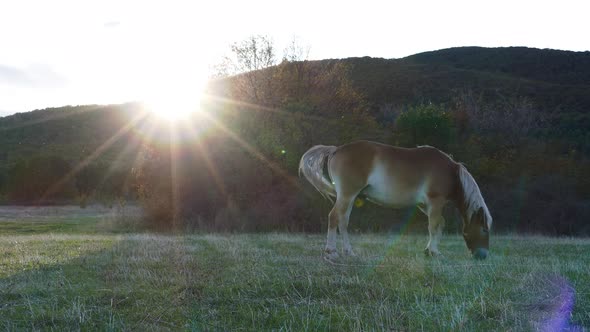 Horse Grazes On A Meadow At Sunset