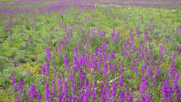 Purple Wildflowers 6