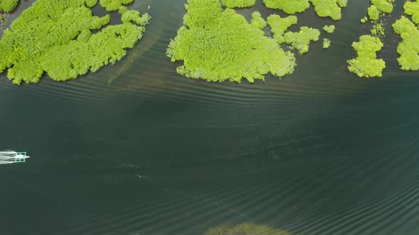 Aerial View of Mangrove Forest and River