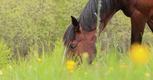 Horses Grazing on a Green Meadow in a Mountain Landscape