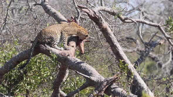 African Leopard feeds on antelope prey draped over tree branch