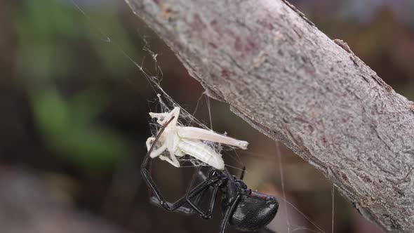 Black Widow Spider crawling on grasshopper stuck in web