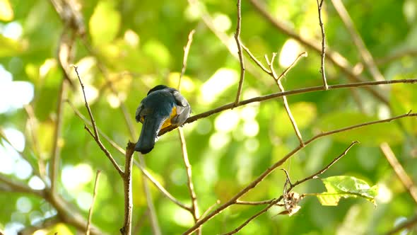 Realtime footage of tropical gold and blue bird perched on a swaying branch in the bright rainforest