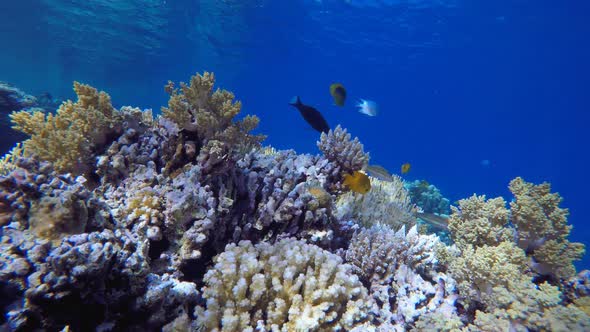 Underwater Colorful Tropical Fish