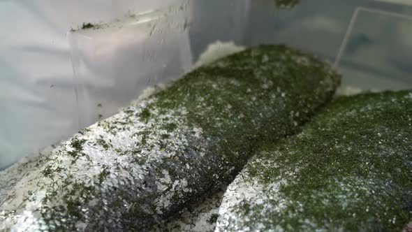 Small trout fillets with skin facing up is laying inside plastic box beeing covered with green dill