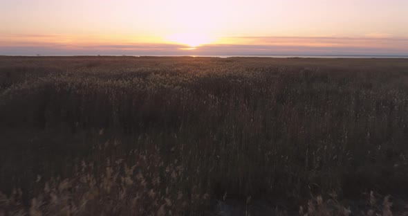 Flying Low Over Coastal Reed Field at Sunset