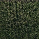 Flying over green tops of young corn on sunny day - VideoHive Item for Sale