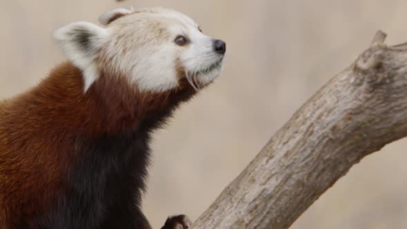 red panda climbing a tree in slow motion
