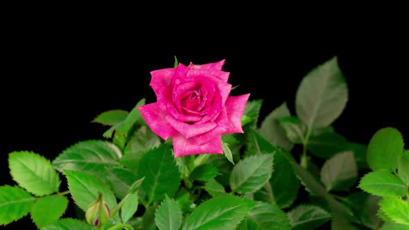 Time Lapse of Opening Pink Rose Flower