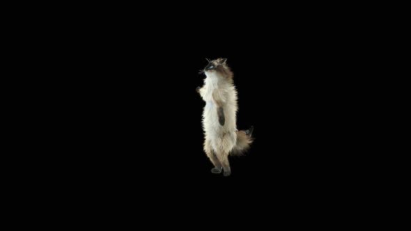 Cat Dancing HD