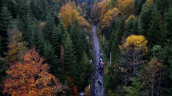 Autumn Hiking Trail Overhead Forest in Mountains