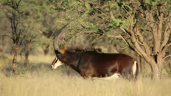 Sable Antelope In Natural Habitat