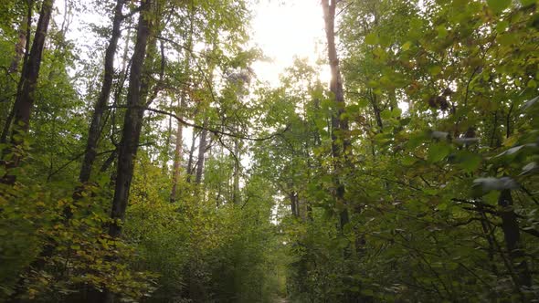 Trees in the Forest on an Autumn Day