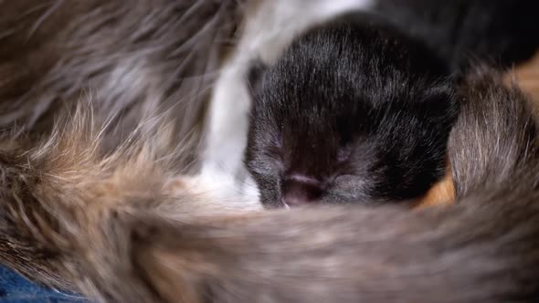 Newborn Kitten with Eyes Closed Lies on Nursing Mother Cat