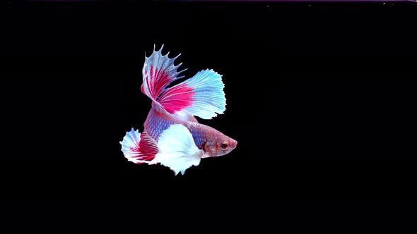 Siamese fighting fish (Betta splendens)