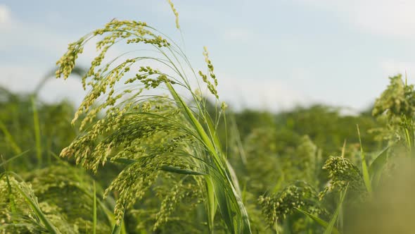 Ripening Brush of Millet in the Field Close-up