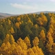 Trees with yellow leaves Fall colors Amazing autumn Golden forest - VideoHive Item for Sale