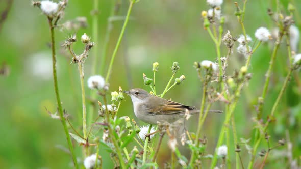 Common Whitethroat