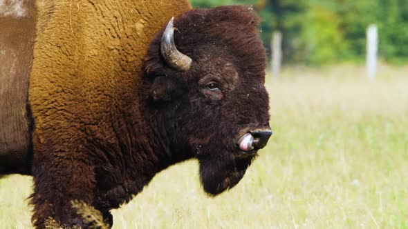 Wild Bison in the Meadow Portrait of American Bison Protection of Nature Concept