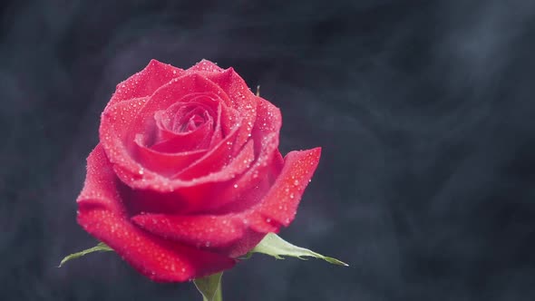 Slowly Spreading Smoke Over a Red Rose on Dark Background