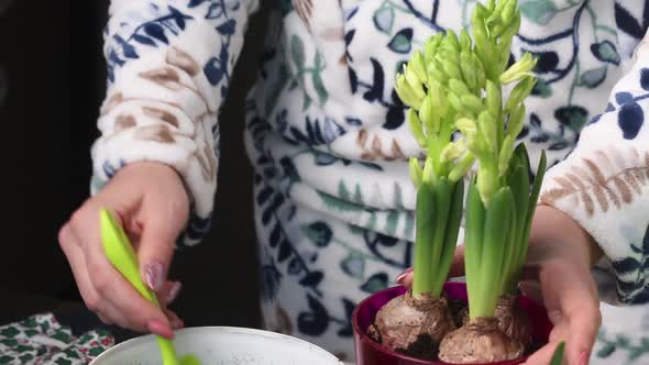 A Woman Adds Soil To A Pot Of Transplanted Primroses. Bulbs And Buds Are Visible. Close Up