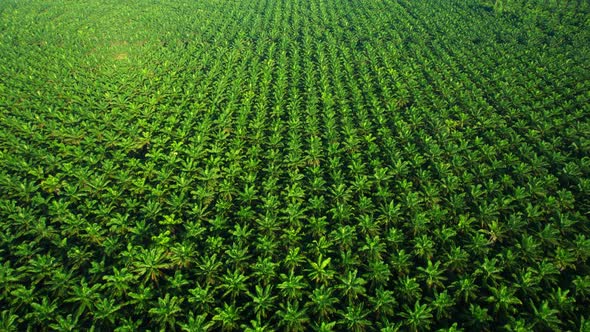 Drone is flying over young oil palm trees in plantation