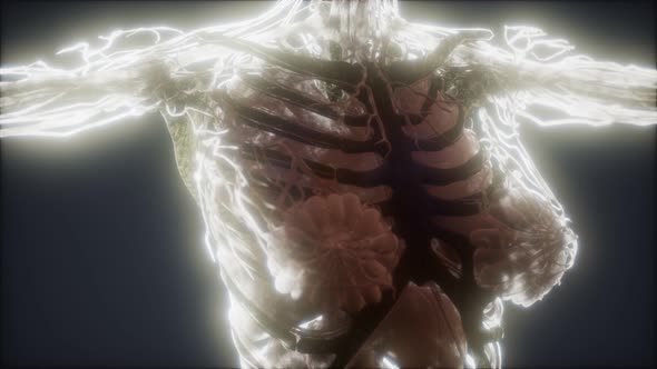 Colorful Human Body Animation Showing Bones and Organs