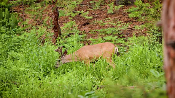 Mule Deer grazing in a meadow in Kings Canyon National Park