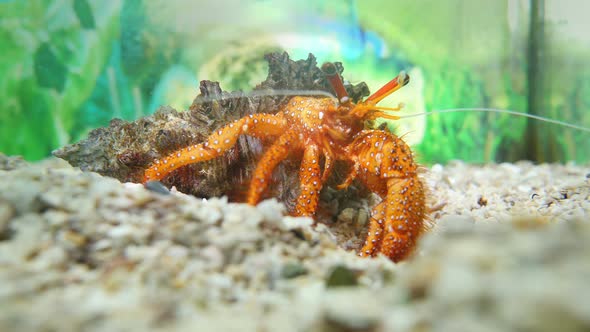 Beautiful Hermit Crab Finding Some Food