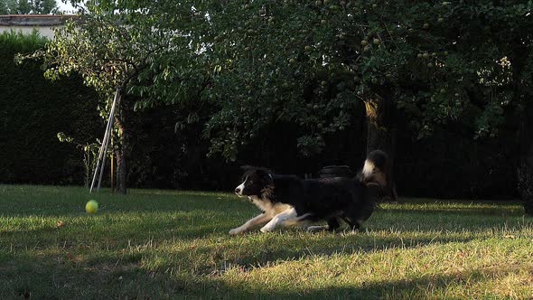 Border Collie Dog walking on Grass, Playing Ball, Slow motion