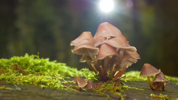 Beautiful slide shot of lighting mushroom group growing out of green moss.Close up.