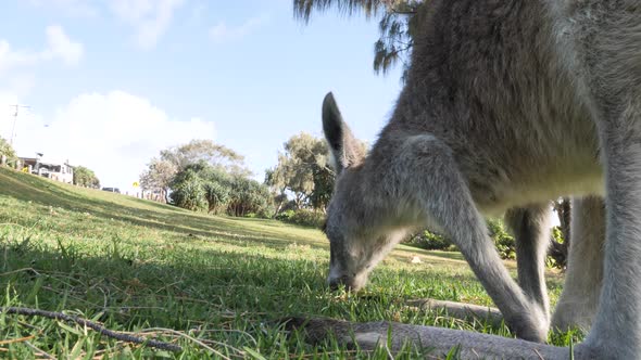 Unique angle view of a baby Kangaroo eating grass in a public parkland. Australian native animal