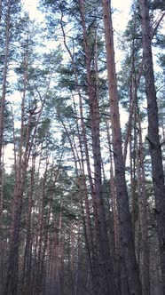 Vertical Video of the Pine Forest in the Afternoon