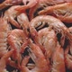 Boiled Big Sea Prawns or Shrimps Placed on Black Ceramic Plate - VideoHive Item for Sale