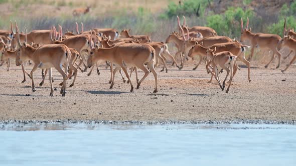 Wild Saiga Antelope or Saiga Tatarica Drinks in Steppe