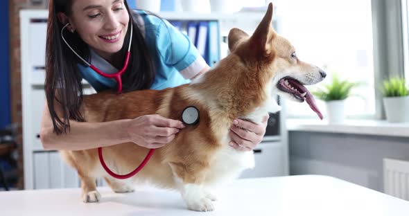 Veterinarian Doctor Listens to Heartbeat of Welsh Corgi Dog with Stethoscope