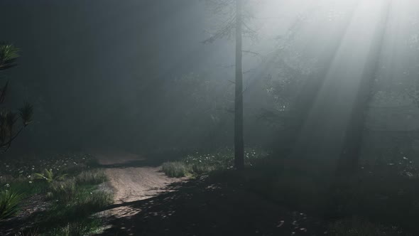 Misty Spring Morning in Pine Tree Forest alt