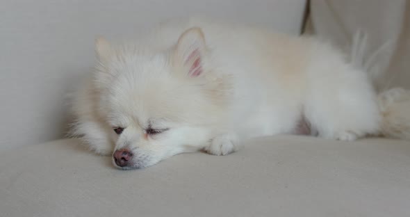 Woman cuddle on white pomeranian sleep on the sofa