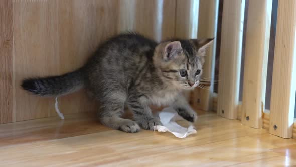 Cute Scottish Kitten Playing Tissue On Floor