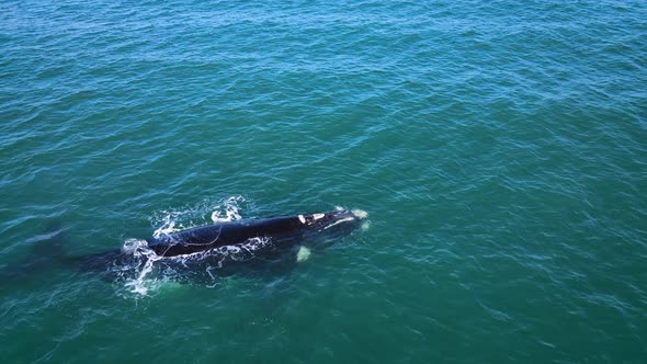 Independant Southern Right Whale drifting in coastal waters; diagonal panning shot, close-up view of