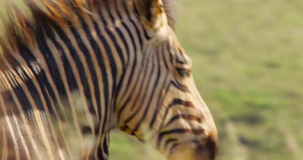 Close Up Following Shot of a Zebra in African Grasslands