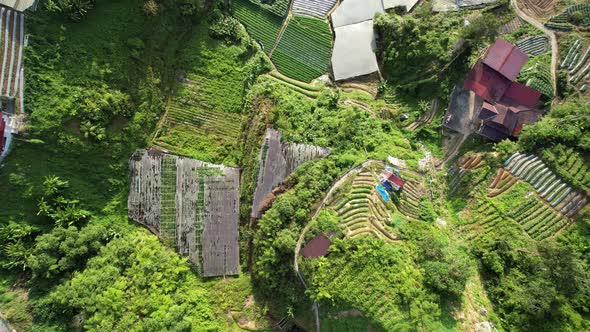 Cameron Highlands, Pahang Malaysia