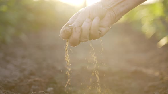 Soil Quality Check By Agronomist at Sunset