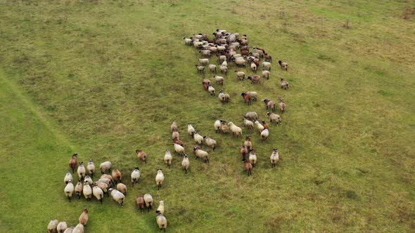 Flock of Sheep in a green meadow. Aerial view of a farm with sheeps.