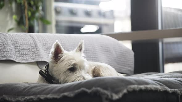 Alert west highland white terrier dog lying on a cushion in apartment.