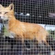 Fox in the cage - VideoHive Item for Sale