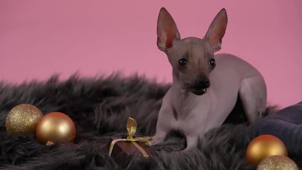 Xoloitzcuintle Lies on a Fur Blanket on Which Christmas Balls Are Scattered Against a Pink